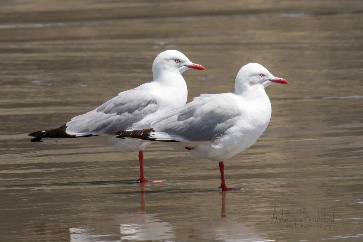 Silver Gull (Red-billed) - ML220596371