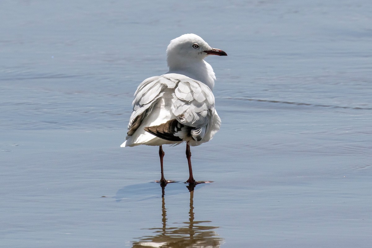 Silver Gull (Red-billed) - ML220596451