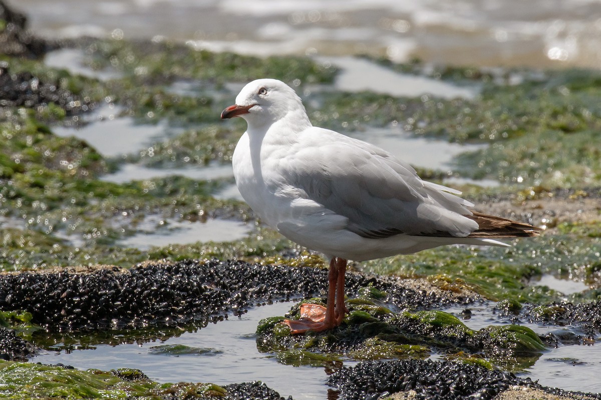 Silver Gull (Red-billed) - ML220596541