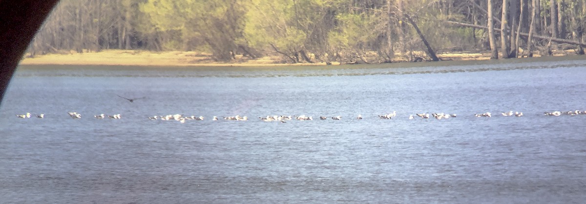 Lesser Black-backed Gull - ML220596951