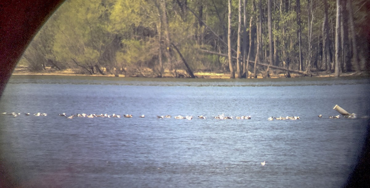 Lesser Black-backed Gull - ML220596961