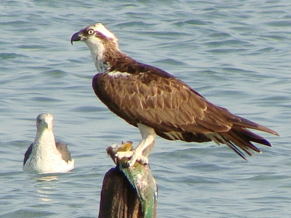 Osprey - ML220597131