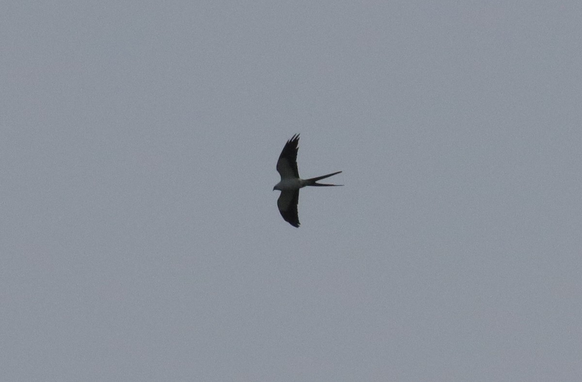 Swallow-tailed Kite - ML220597361