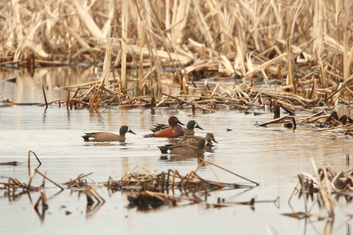 Cinnamon Teal - ML220597531