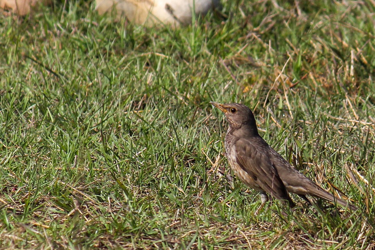 Black-throated Thrush - ML220598031