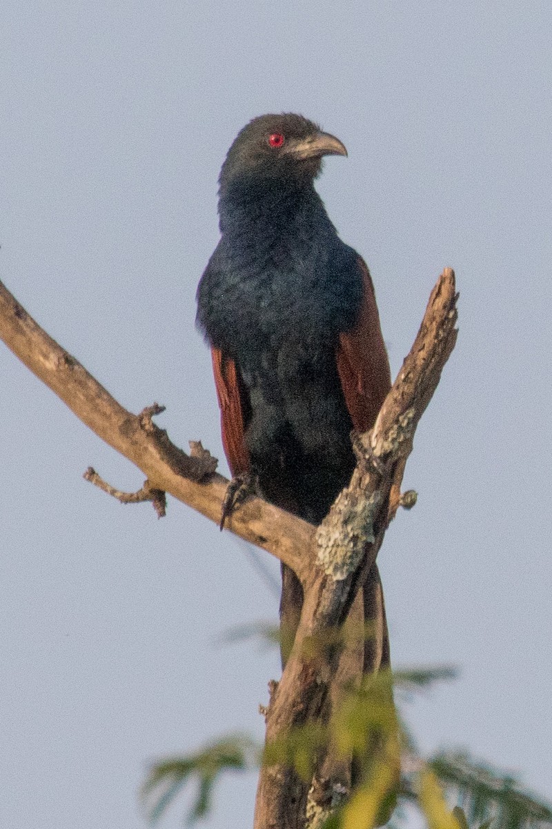 Greater Coucal (Southern) - ML220599121