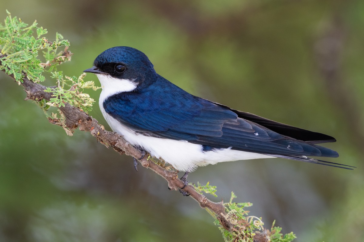 White-tailed Swallow - Stefan Hirsch