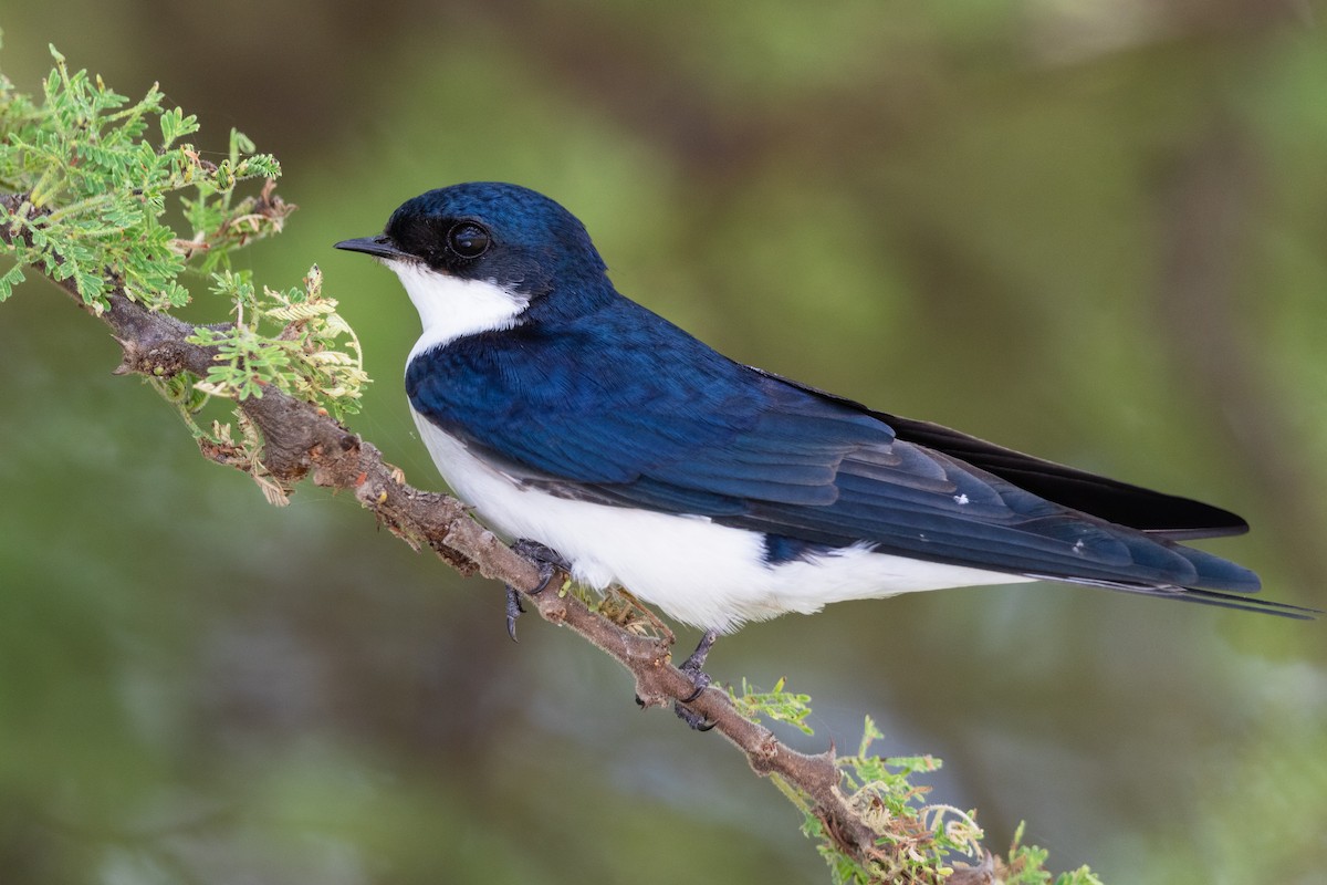 White-tailed Swallow - ML220600731