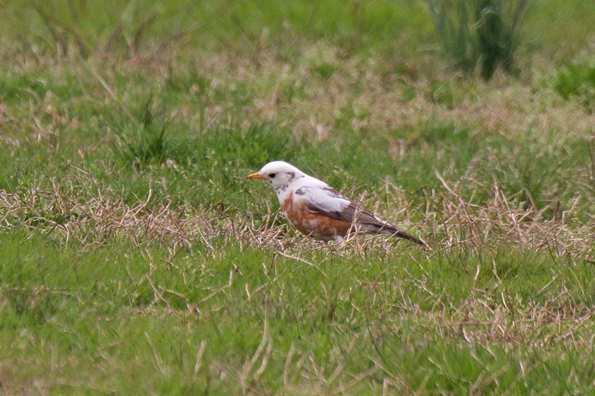 American Robin - ML220601681