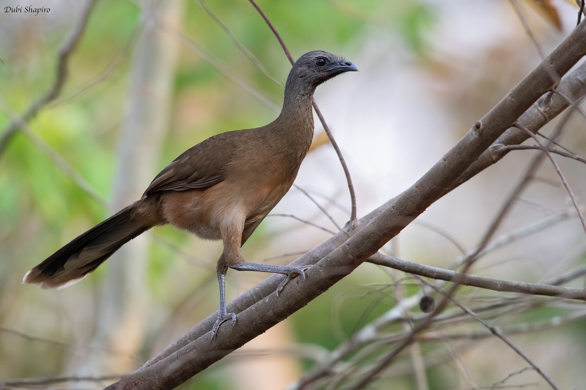 Plain Chachalaca - ML220602671