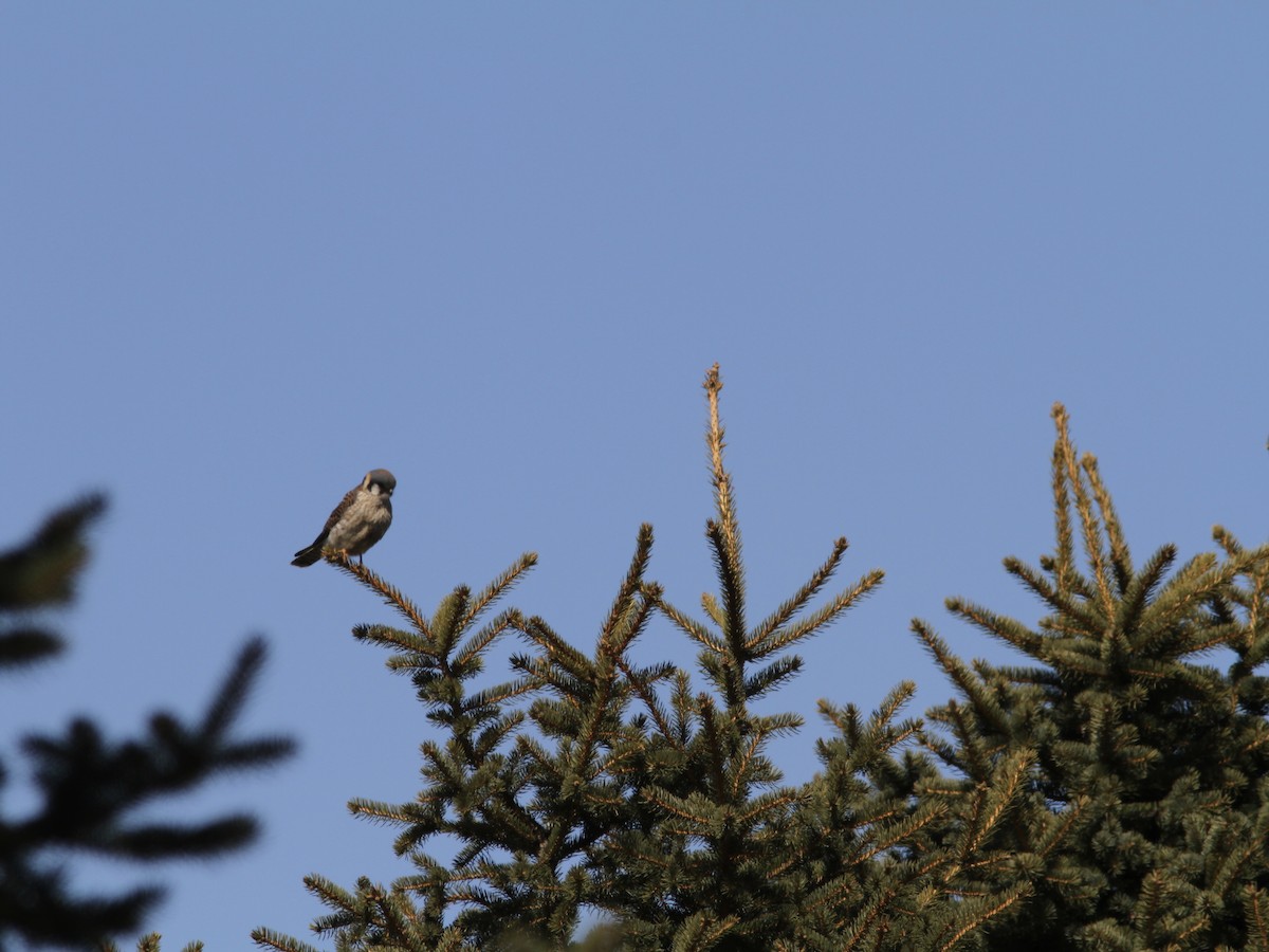 American Kestrel - ML220604341