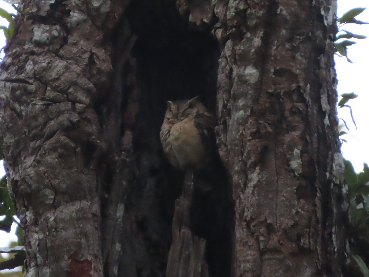 Collared Scops-Owl - ML220605331