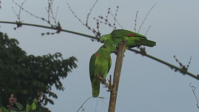 キビタイボウシインコ - ML220605391