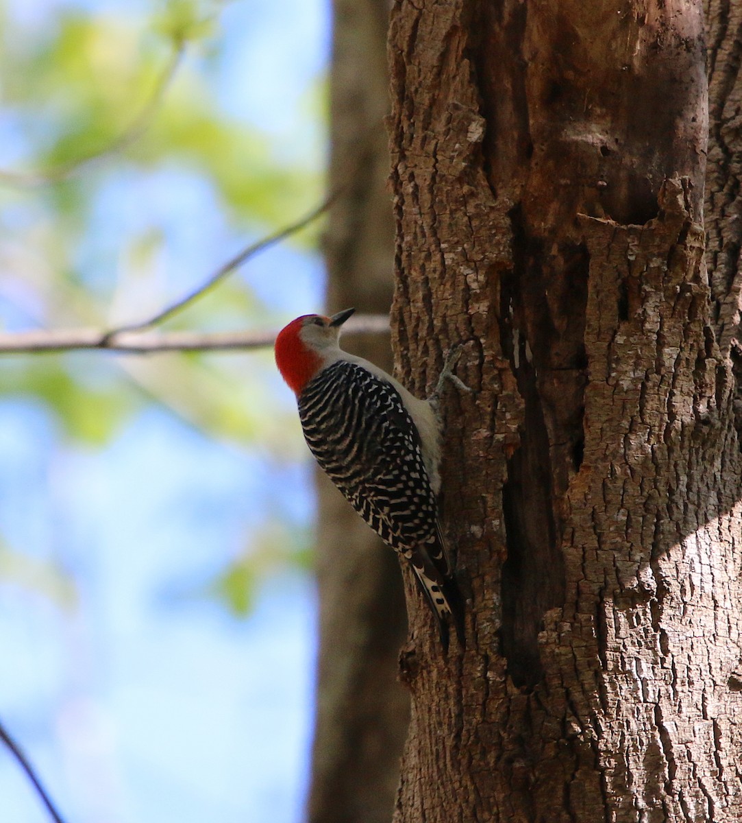 Red-bellied Woodpecker - ML220605691