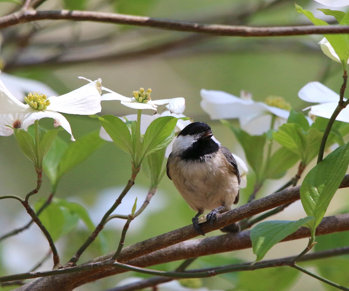 Carolina Chickadee - ML220605761
