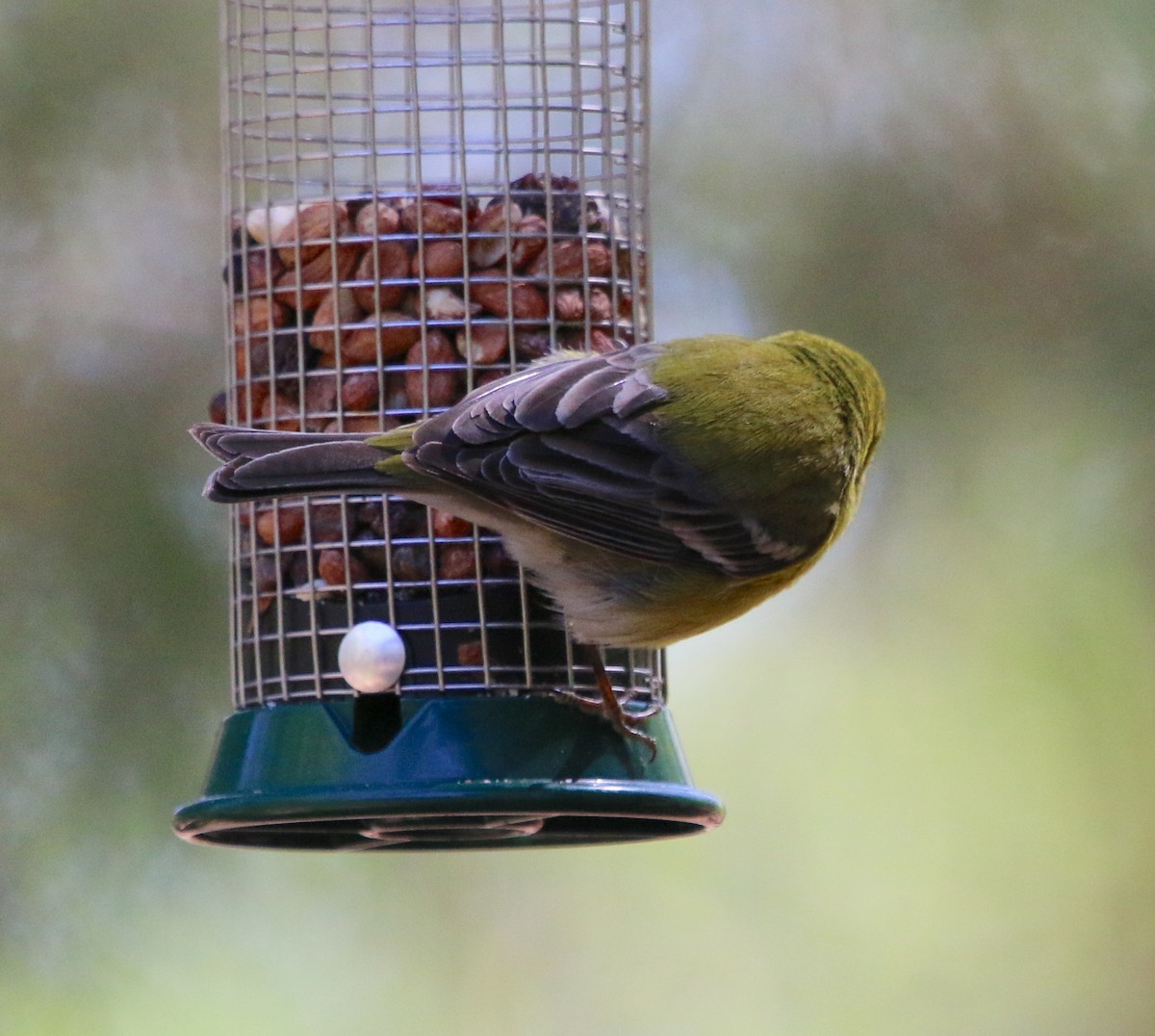Pine Warbler - ML220605941