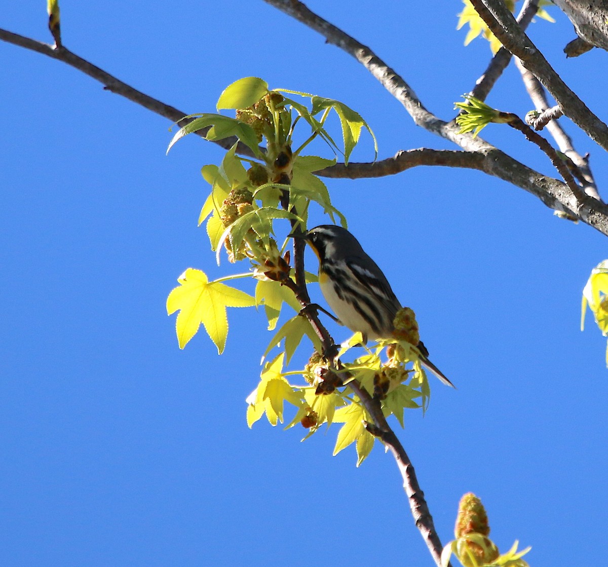 Yellow-throated Warbler - ML220605991