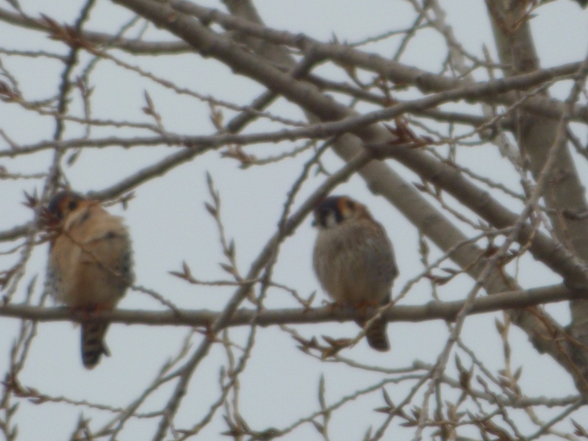 American Kestrel - ML220606831