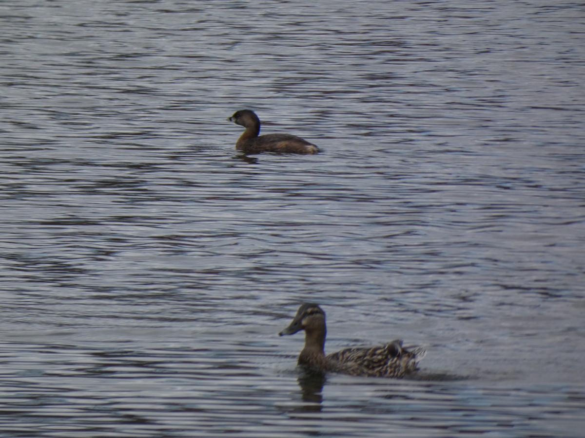 Pied-billed Grebe - ML220608331