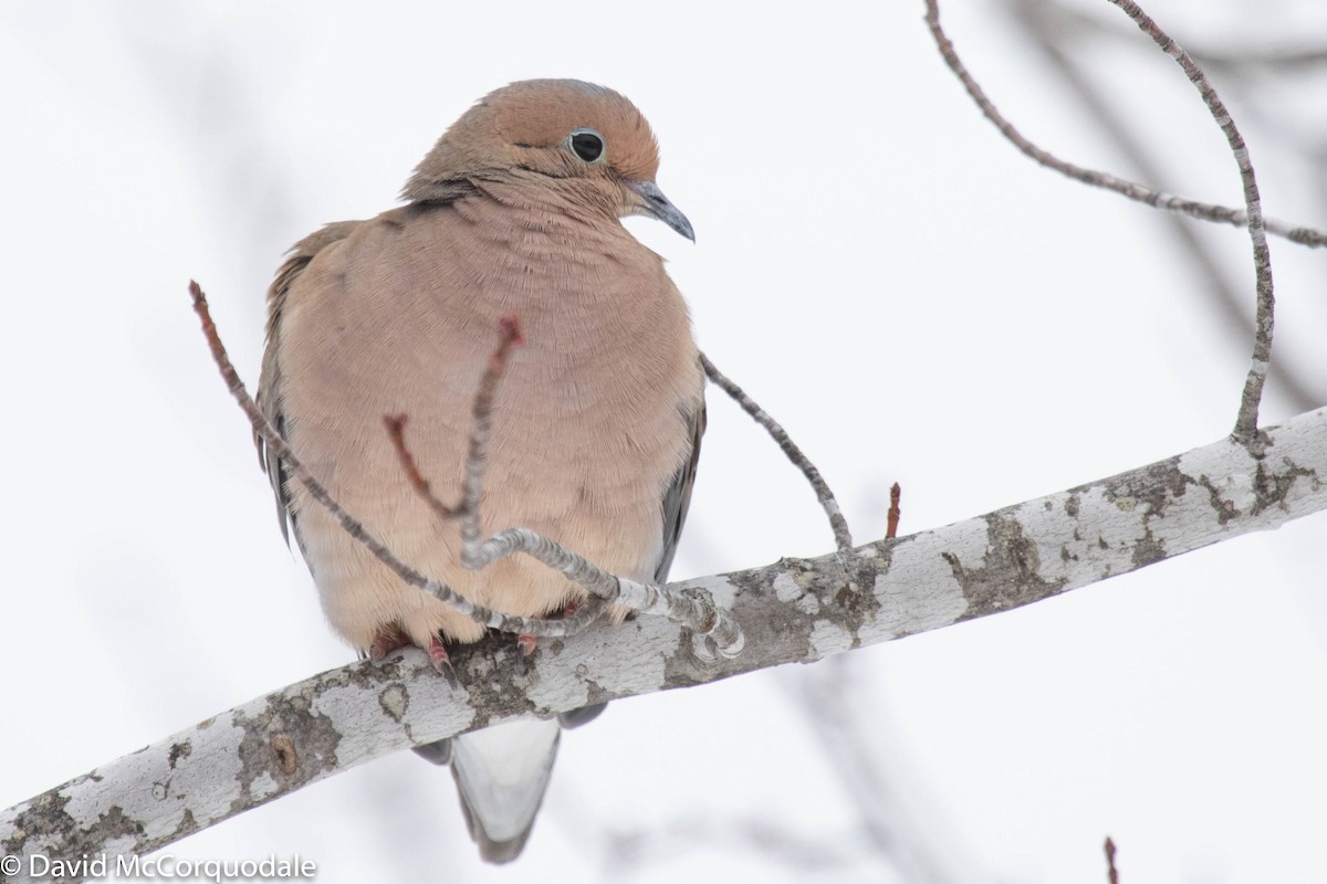 Mourning Dove - ML220609611