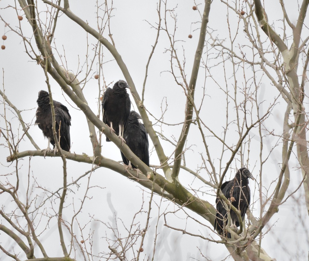 Black Vulture - Jaime Thomas