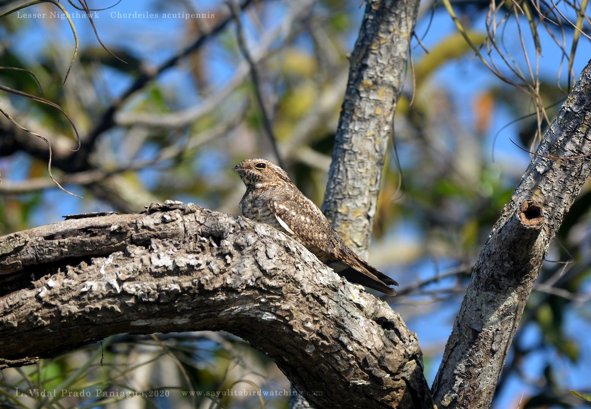 Lesser Nighthawk - ML220613001