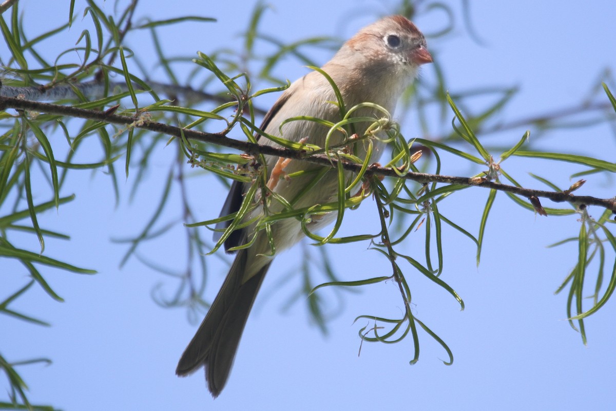 Field Sparrow - ML220614521