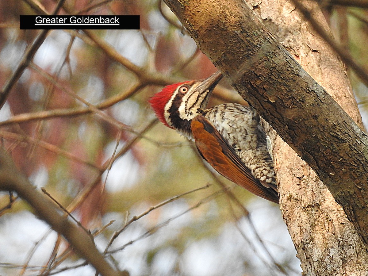 Greater Flameback - Francis Pease