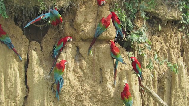 Red-and-green Macaw - ML220615671