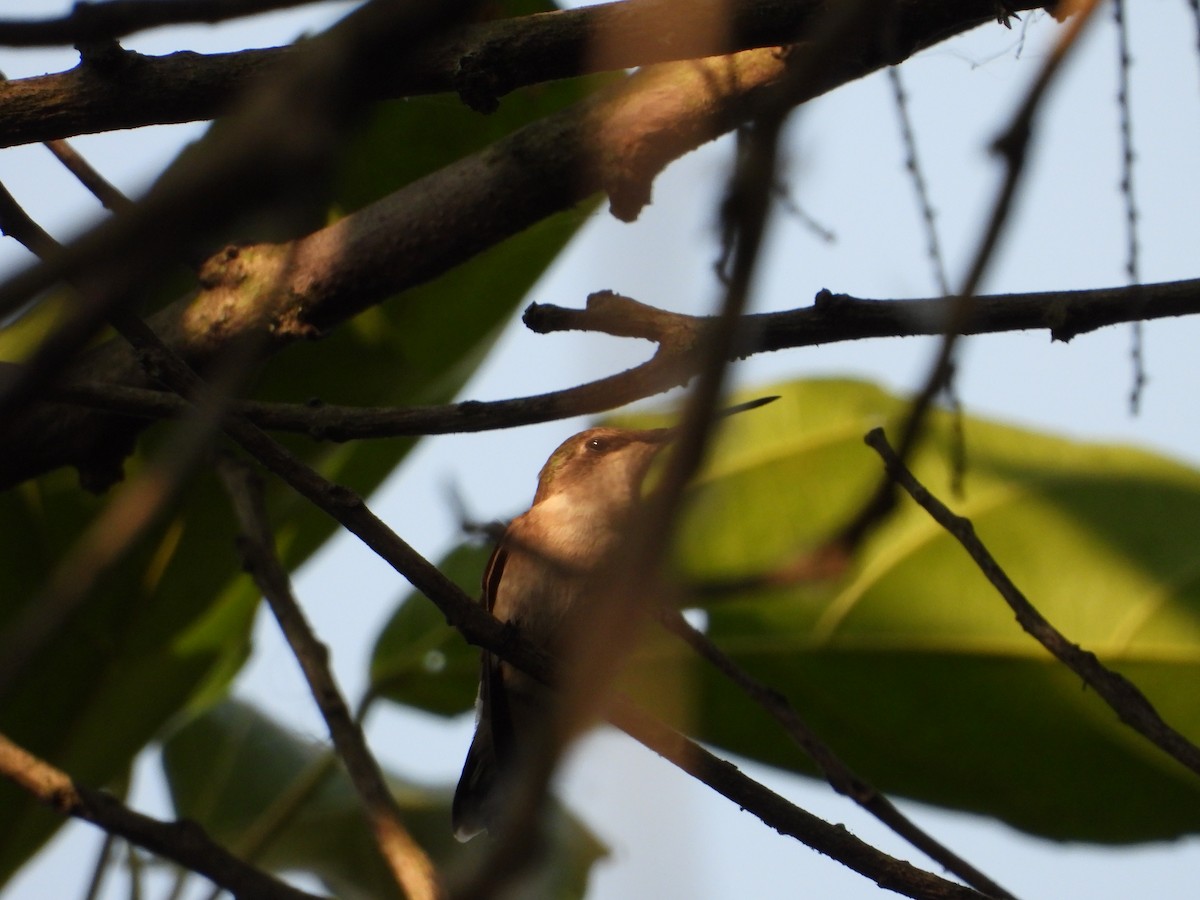 Ruby-throated Hummingbird - Adrianh Martinez-Orozco