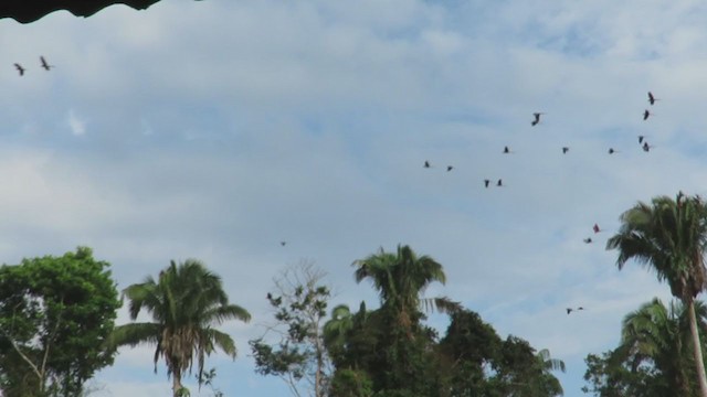 Red-and-green Macaw - ML220616431