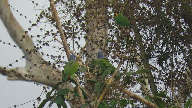 Blue-headed Parrot - ML220616631