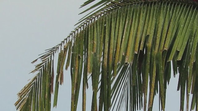 Red-and-green Macaw - ML220618391