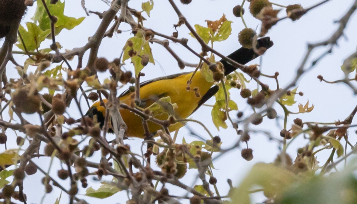 Oriole masqué - ML220619311