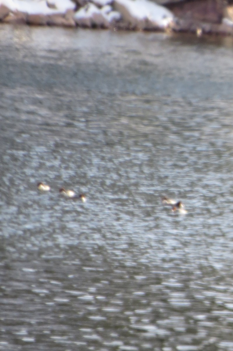 Common Merganser - ML22061981