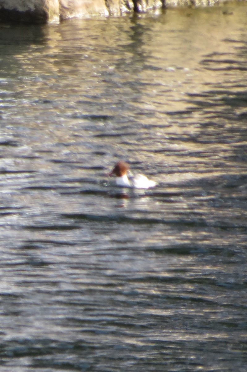 Common Merganser - ML22061991