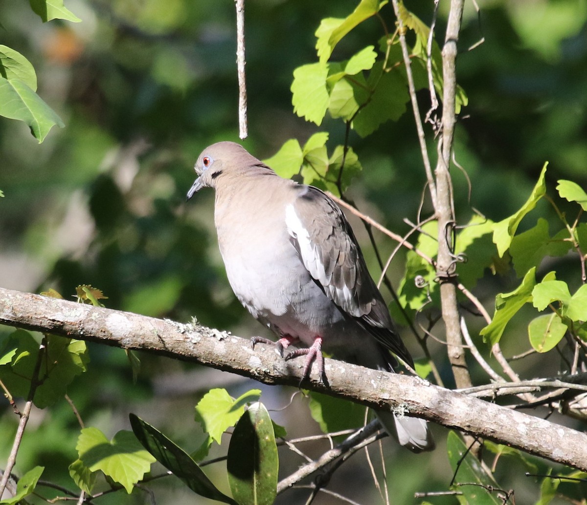 White-winged Dove - Bruce  Purdy