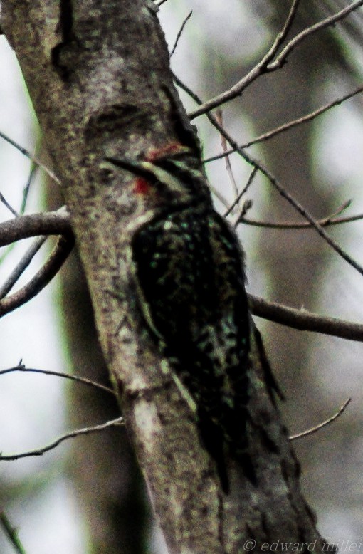 Yellow-bellied Sapsucker - Randy Miller