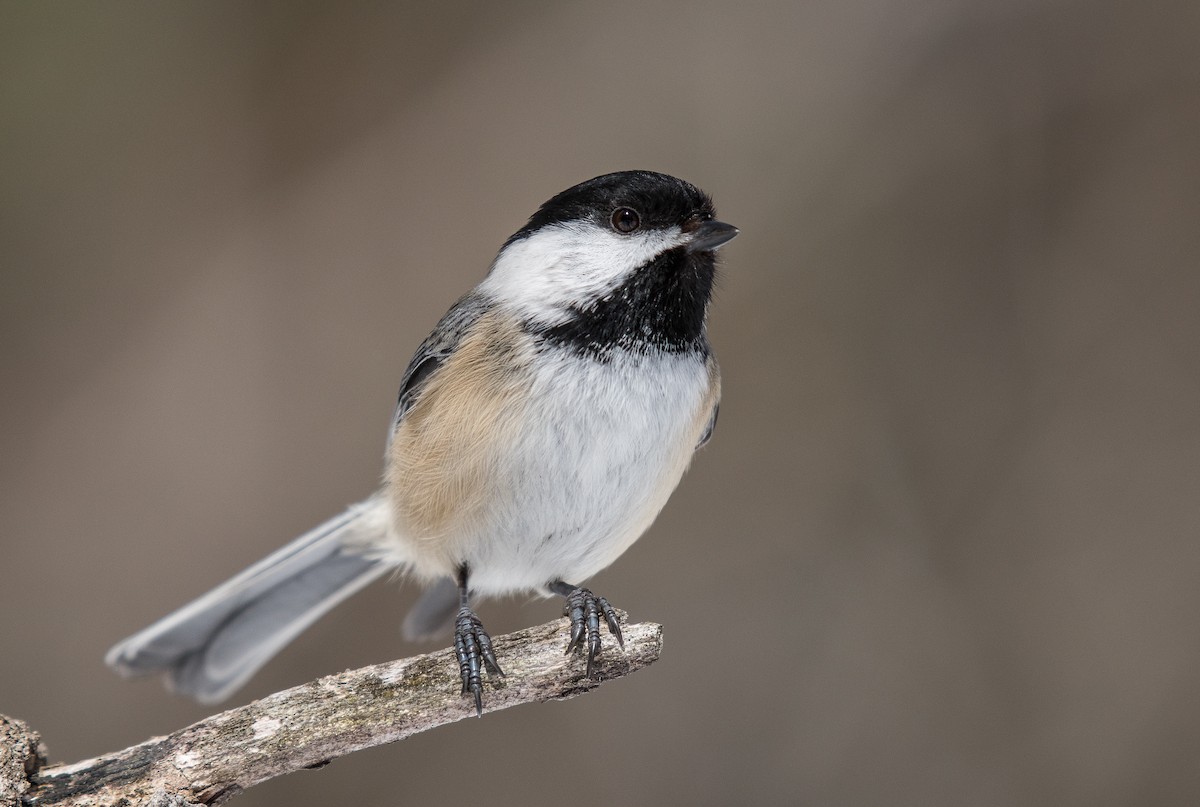 Black-capped Chickadee - ML220627721