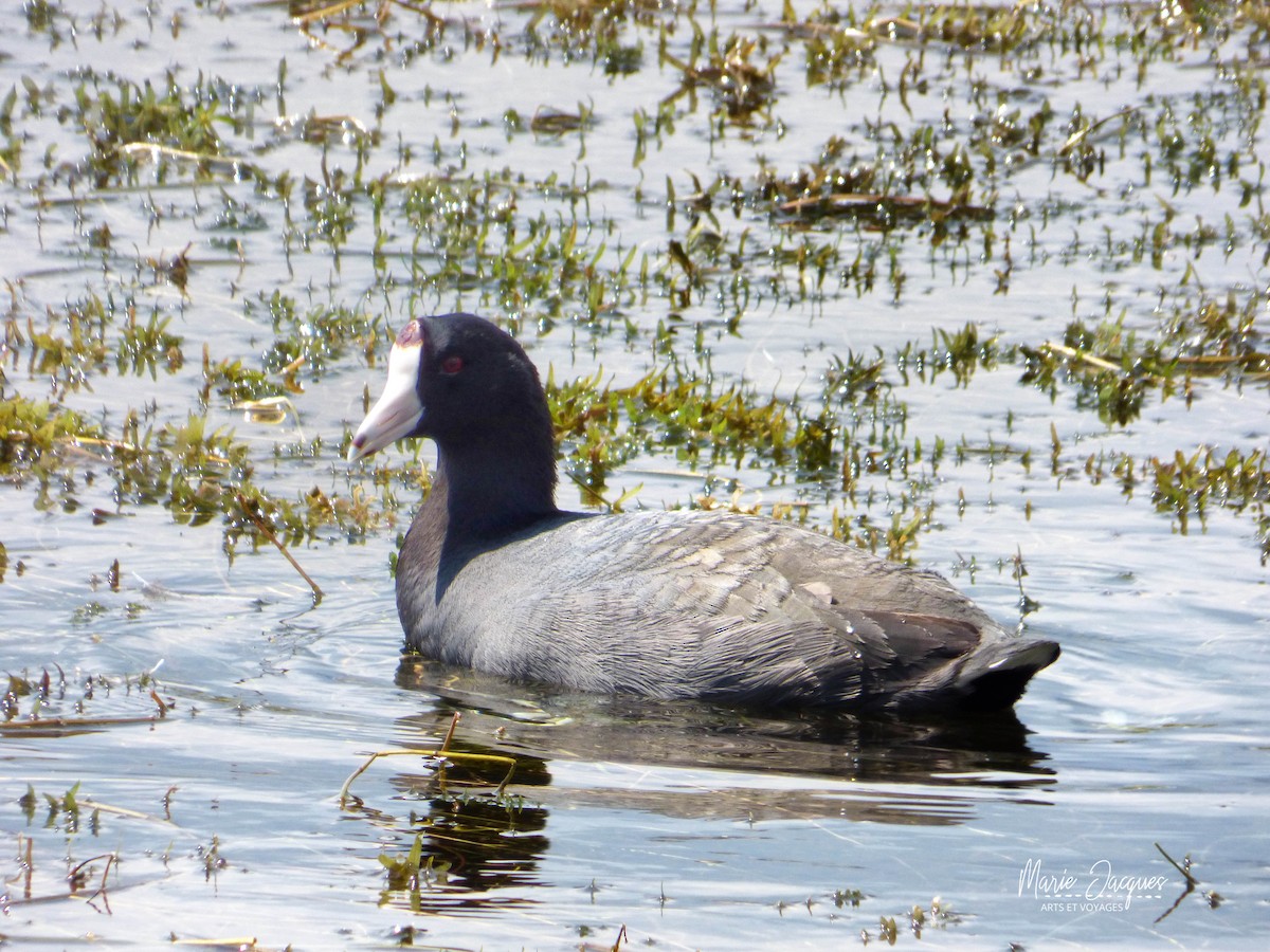 American Coot - Marie Jacques