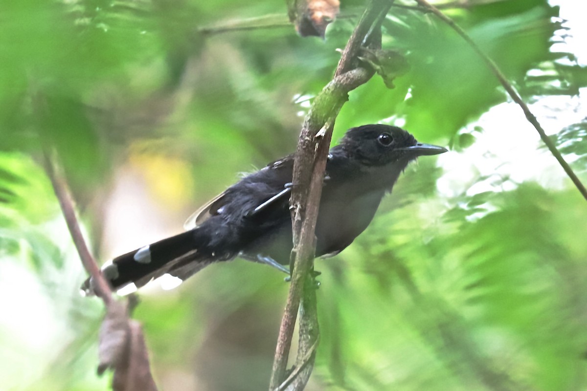 Rio Branco Antbird - Hideko Helena Okita