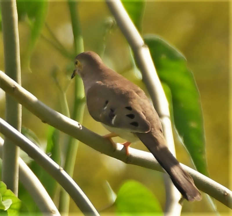Long-tailed Ground Dove - Neil Wingert