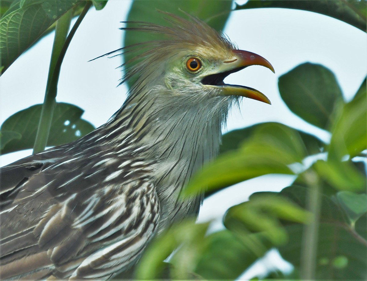 Guira Cuckoo - ML220632621