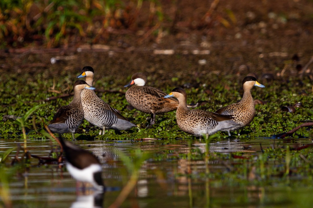 Silver Teal - ML220633511