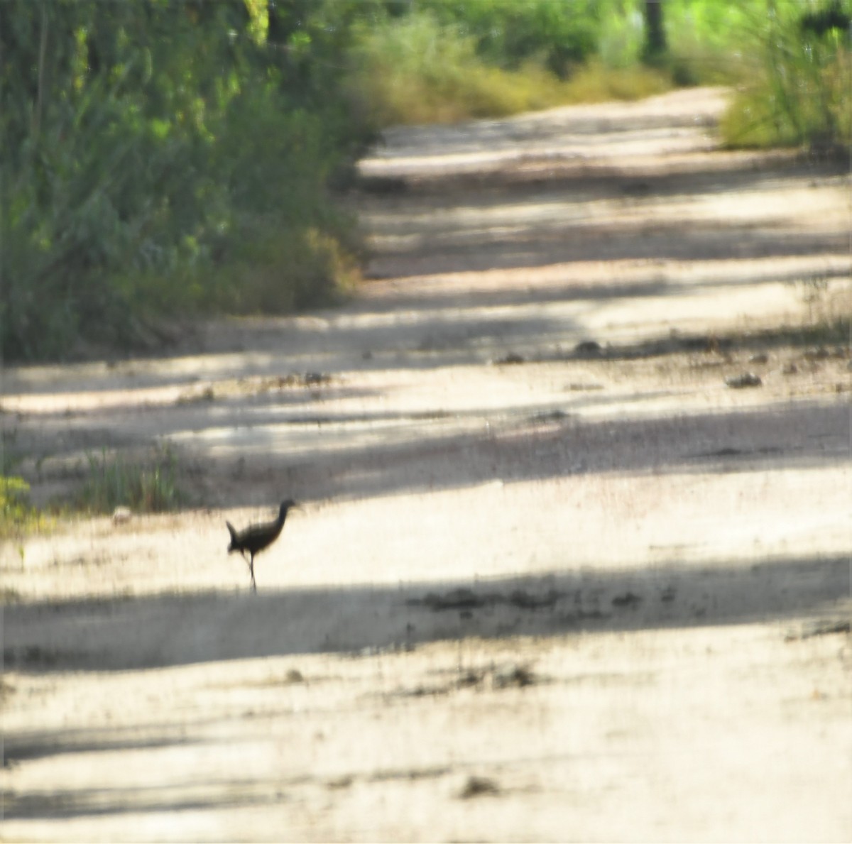 Gray-cowled Wood-Rail - Neil Wingert