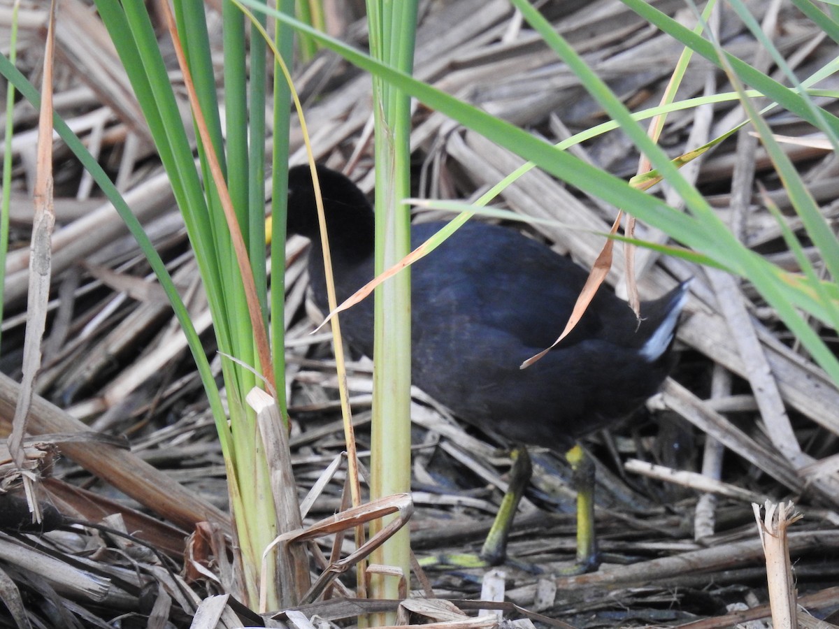 Red-fronted Coot - ML220637041
