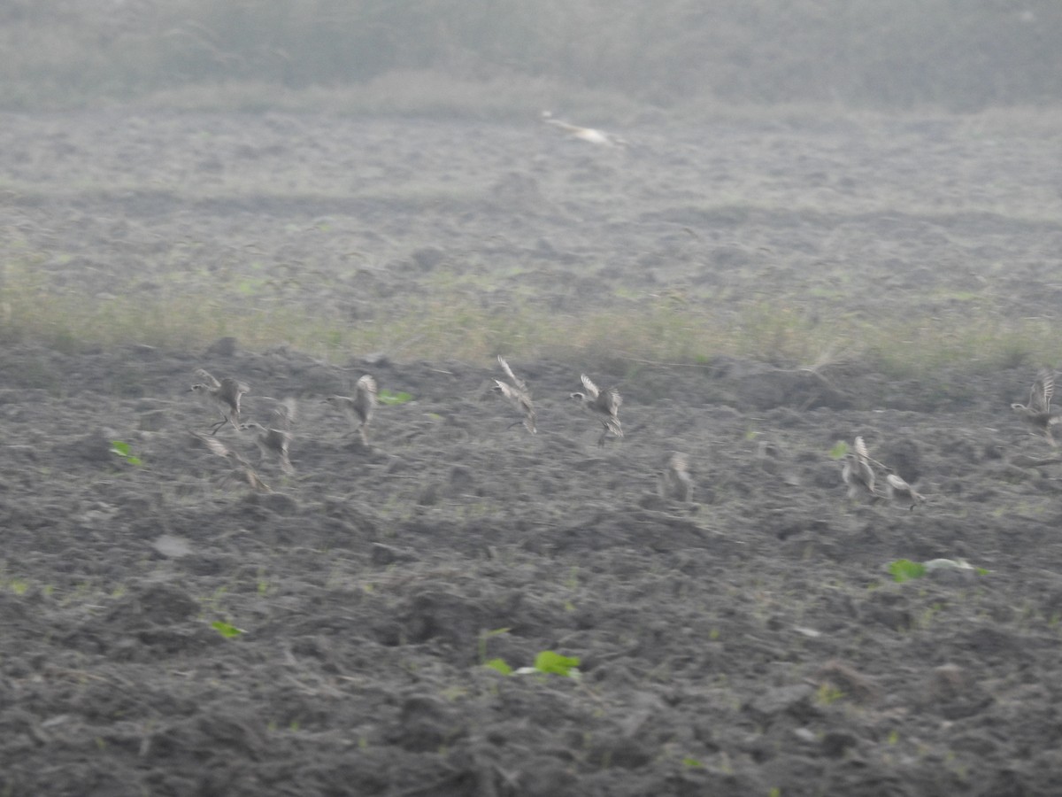 American Golden-Plover - ML220637091