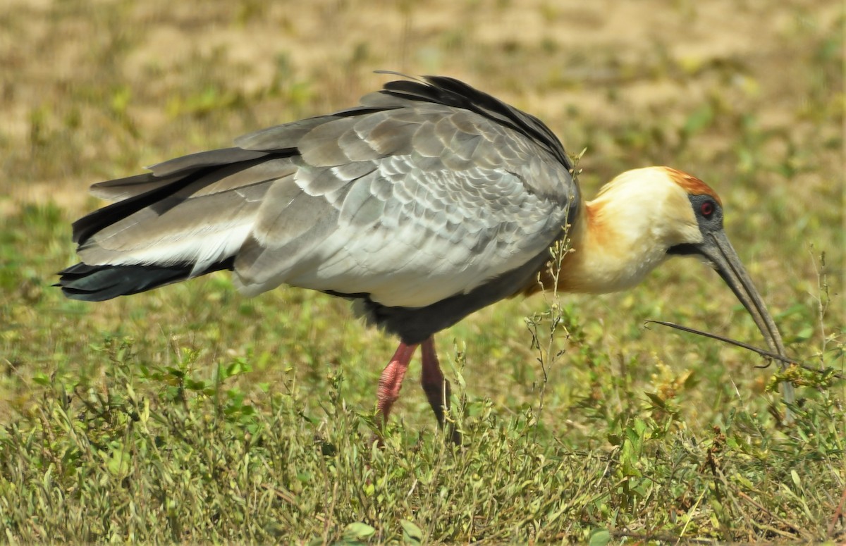 Buff-necked Ibis - ML220638391