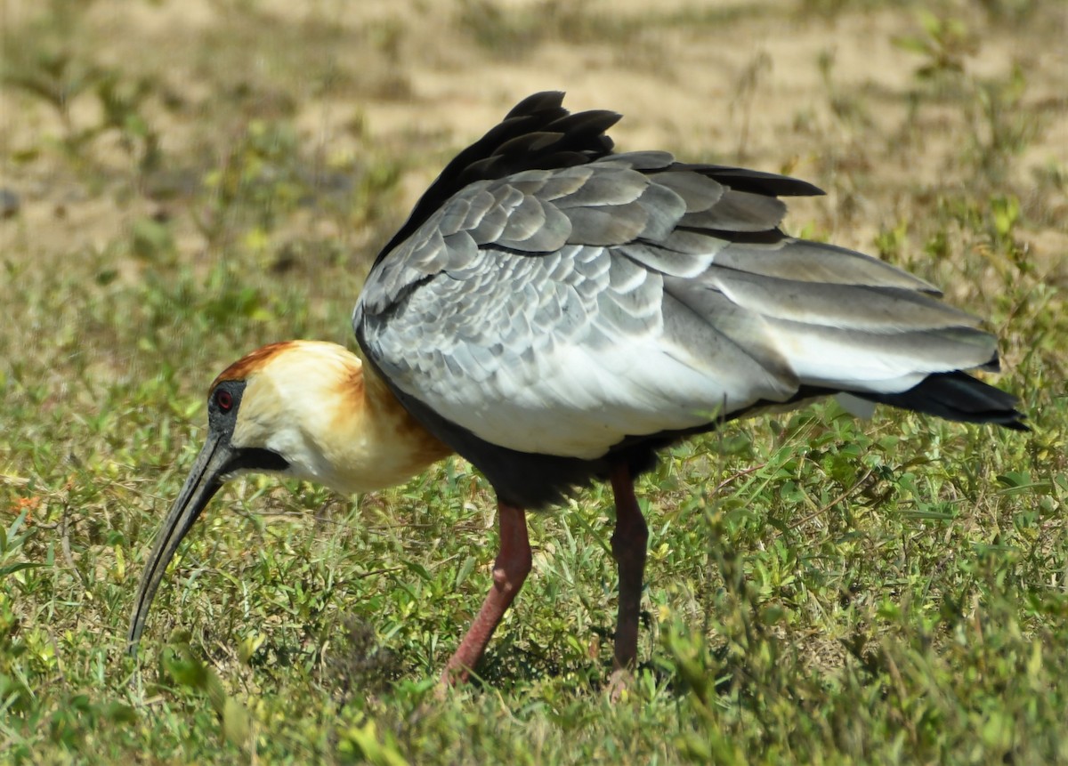 Buff-necked Ibis - ML220638401