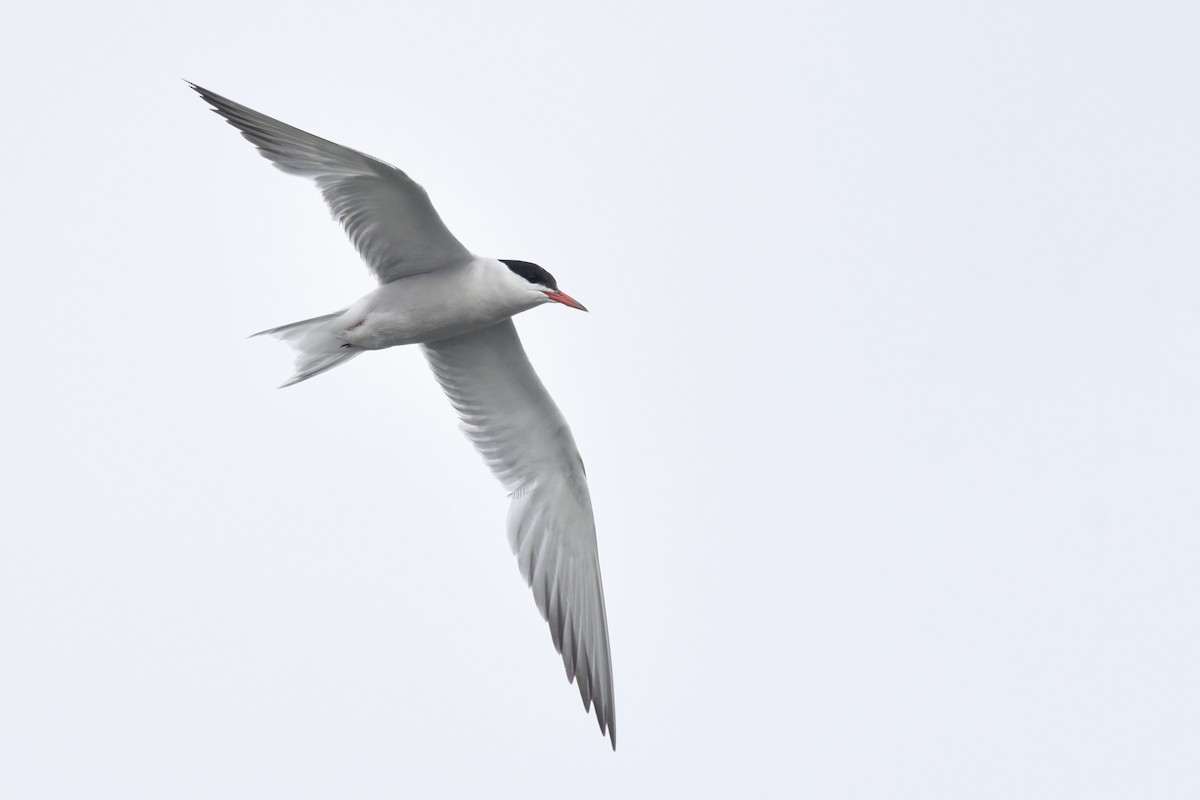 Common Tern - Daniel Irons